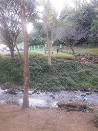 Trees growing in forest during rainy season