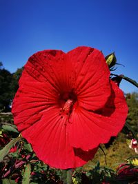 Close-up of red flower against clear sky