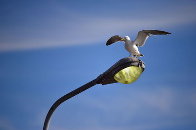 Low angle view of bird against blue sky