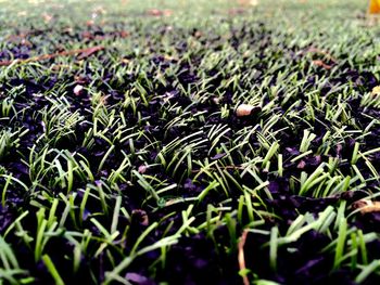 Full frame shot of grassy field