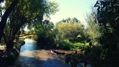 Scenic view of river amidst trees in forest against sky