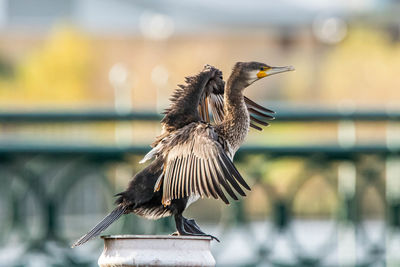 Close-up of bird perching on railing