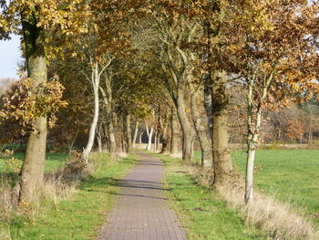 Footpath amidst trees in park