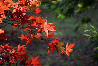 Close-up of leaves on tree