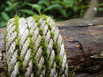 Close-up of fern