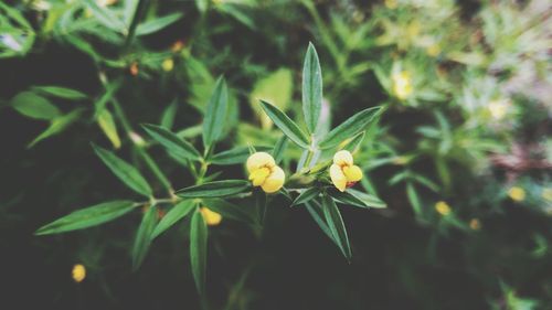 Close-up of flowers blooming outdoors