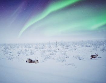 People on snow covered landscape at night