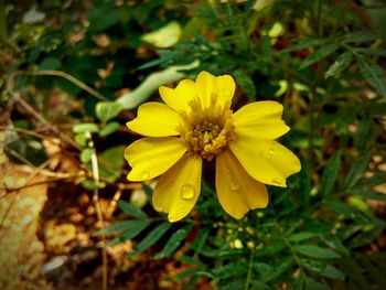 Close-up of yellow flower blooming outdoors