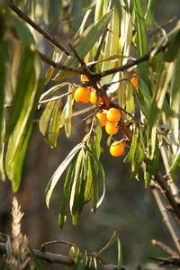 Close-up of berries growing on tree