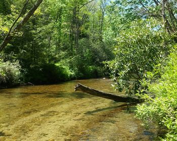 Scenic view of forest