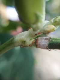 Close-up of flower buds growing outdoors