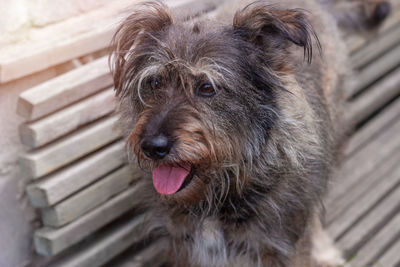 Street homeless mongrel shelter. a dog sitting on a wooden bench outdoor. care for long fur animals.