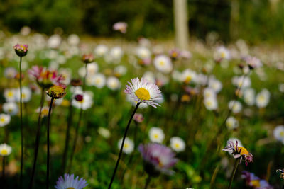 Close-up of white flowering plant on field