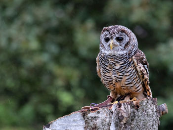 Close-up portrait of owl perching on wooden post