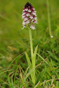 Close-up of purple flowering plant on field