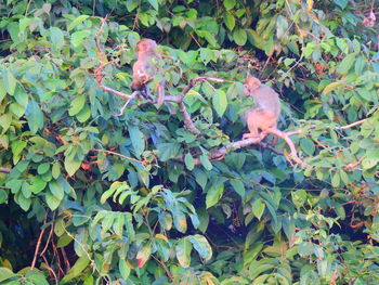 View of a bird on branch