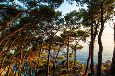 Trees on beach against sky