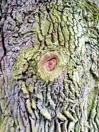 Full frame shot of tree trunk