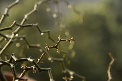 Close-up of plant against blurred background