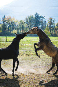 Horse grazing in a field