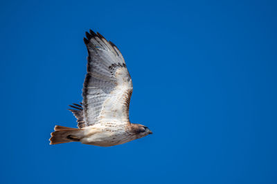 Low angle view of eagle flying against clear blue sky