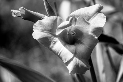 Close-up of rose lily