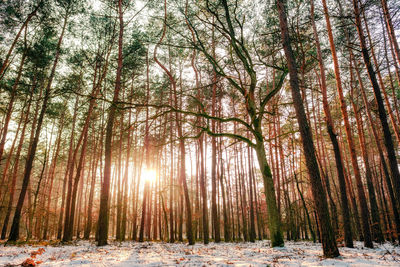 Trees in forest during winter