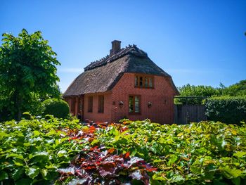 Flowering plants by building against sky