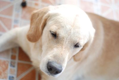 Close-up portrait of dog at home