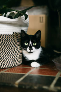 Close-up portrait of a cat