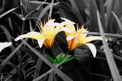 Close-up of yellow flower