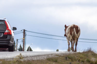 Rear view of cow at roadside against cloudy sky