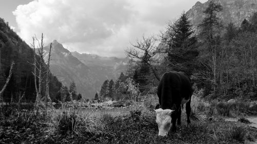 Cow grazing on field against sky