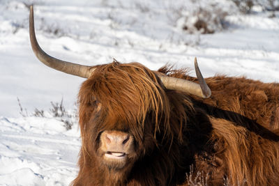 View of a horse on snow