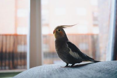 Close-up of bird perching