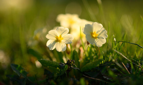 Close-up of white flowering plant on field