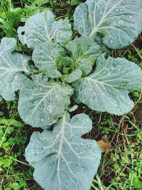 Close-up of wet plant