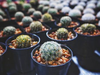 High angle view of potted cactus plants