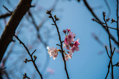 Low angle view of cherry blossoms in spring