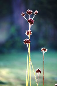 Close-up of flowers