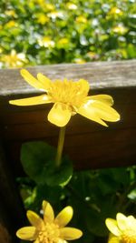 Close-up of yellow daffodil blooming outdoors