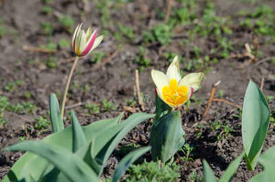 Close-up of yellow crocus flowers on field