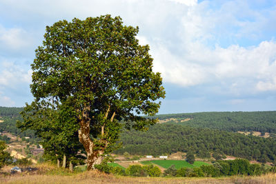 Tree on field against sky