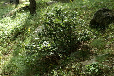 High angle view of trees growing in forest