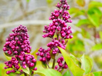 Close-up of pink flowers blooming outdoors