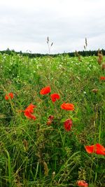 Poppies growing on field