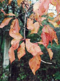 Close-up of autumnal leaves on tree