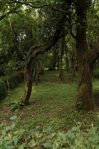 Trees in forest