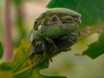 Close-up of insect on leaf