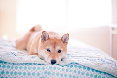 Dog lying down on bed